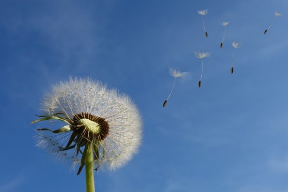 Le preferenze apostoliche universali dei gesuiti